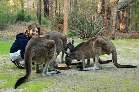 Yelverton Brook Conservation Sanctuary - Accommodation Burleigh 5