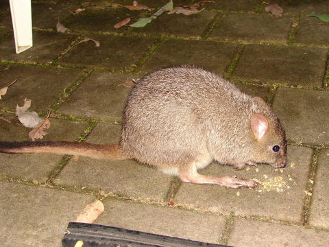 Yelverton Brook Conservation Sanctuary - Accommodation Burleigh 37