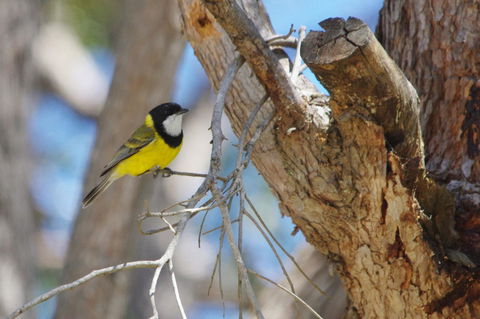 Yelverton Brook Conservation Sanctuary - Accommodation Burleigh 35