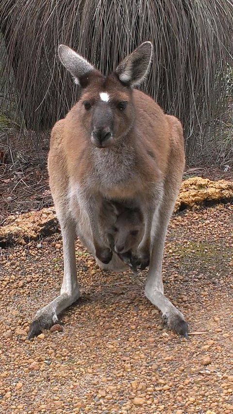 Yelverton Brook Conservation Sanctuary - Accommodation Burleigh 27