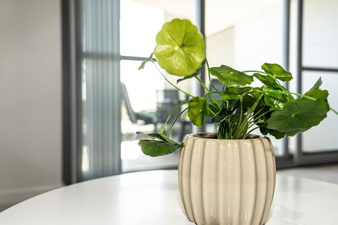 New Apartment On Great Location Opposite Garden City : 02 - Accommodation Burleigh 3