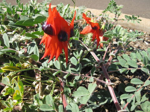 Meekatharra Accommodation Centre - Accommodation Burleigh 17