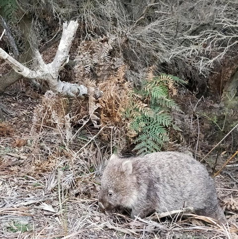 Aplite House - Accommodation Burleigh 35