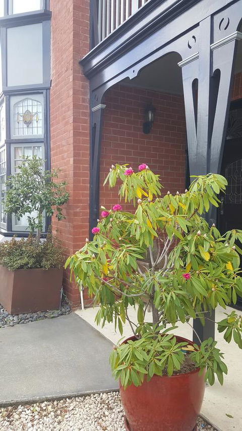 Insomnia On Elizabeth - Accommodation Burleigh 35