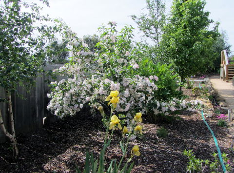 Elm Trees Accommodation @ Ross - Accommodation Burleigh 7
