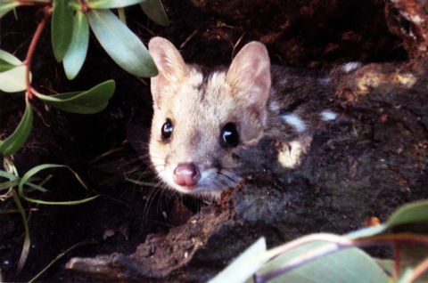 Cradle Mountain Love Shack - Accommodation Burleigh 16