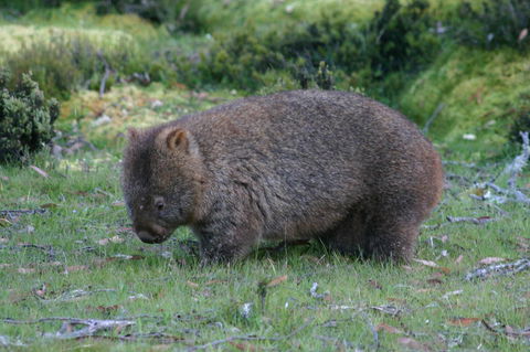 Cradle Mountain Love Shack - Accommodation Burleigh 27