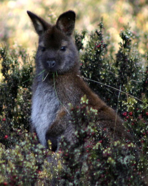 Cradle Mountain Love Shack - Accommodation Burleigh 21