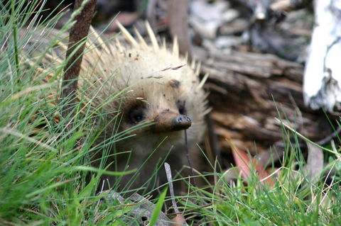 Cradle Mountain Love Shack - Accommodation Burleigh 23