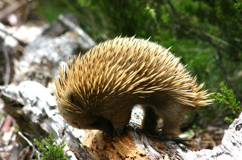 Cradle Mountain Love Shack - Accommodation Burleigh 22
