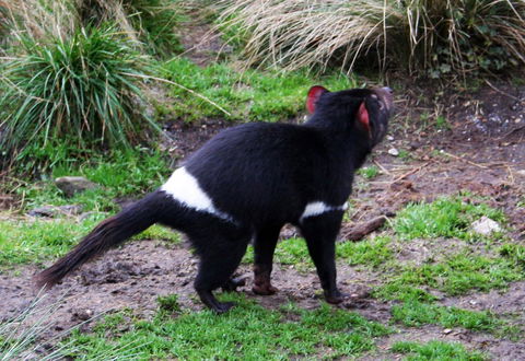 Cradle Mountain Love Shack - Accommodation Burleigh 18