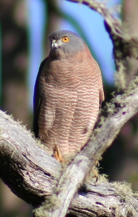 Cradle Mountain Love Shack - Accommodation Burleigh 13