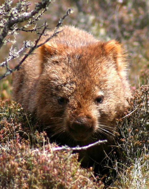 Cradle Mountain Love Shack - Accommodation Burleigh 24