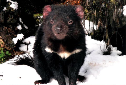 Cradle Mountain Love Shack - Accommodation Burleigh 17