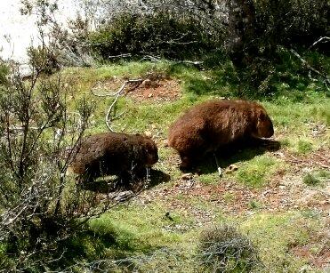 Cradle Mountain Love Shack - Accommodation Burleigh 26