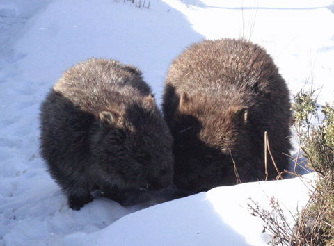 Cradle Mountain Love Shack - Accommodation Burleigh 25