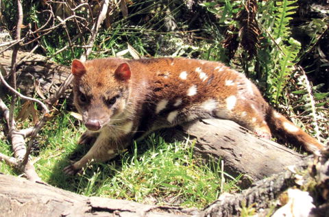 Cradle Mountain Love Shack - Accommodation Burleigh 15