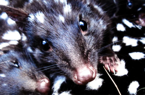 Cradle Mountain Love Shack - Accommodation Burleigh 20