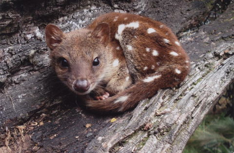 Cradle Mountain Love Shack - Accommodation Burleigh 19