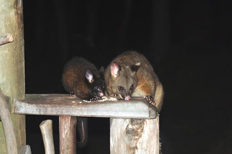 Cradle Mountain Love Shack - Accommodation Burleigh 14