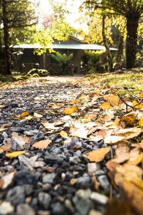 Cradle Forest Inn - Accommodation Burleigh 35