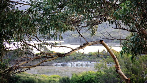 KINGFISHER COTTAGE Beachfront At The Binalong Bay - Accommodation Burleigh 17