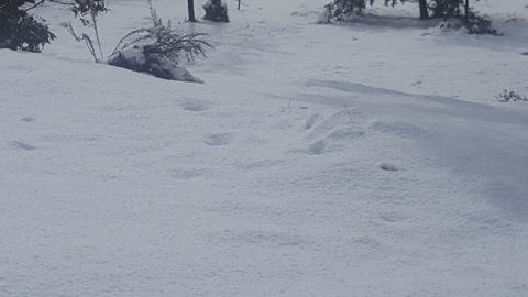 Cradle Alpine Retreat - Accommodation Burleigh 35