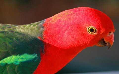 Marysville Caravan And Holiday Park - Accommodation Burleigh 43