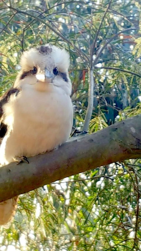 The Nature Resort Villas - Accommodation Burleigh 22