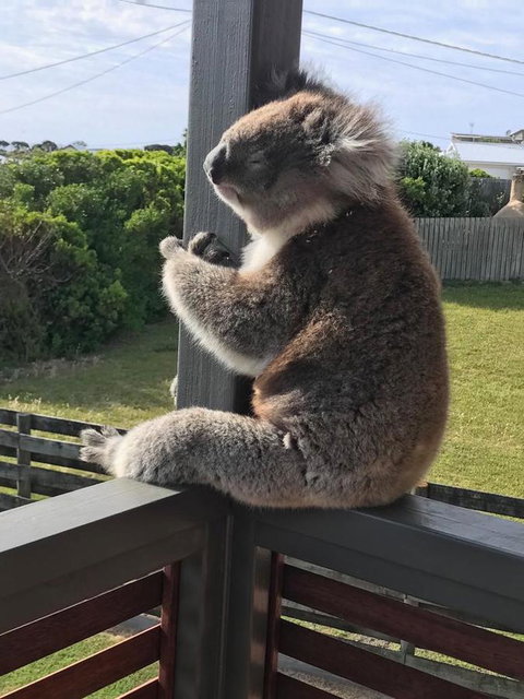 Sunsets On Martyrs Luxury Coastal Beach House Peterborough - Accommodation Burleigh 28