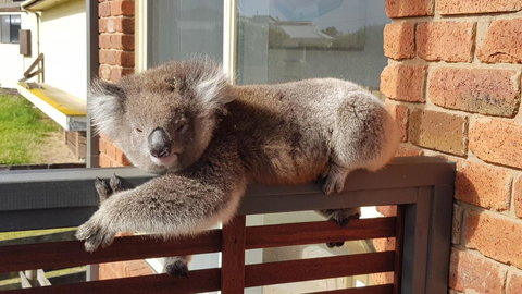Sunsets On Martyrs Luxury Coastal Beach House Peterborough - Accommodation Burleigh 27