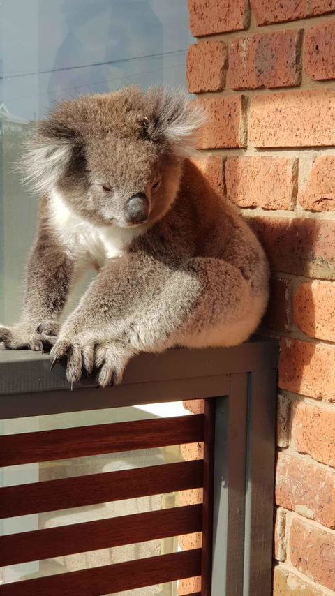Sunsets On Martyrs Luxury Coastal Beach House Peterborough - Accommodation Burleigh 26