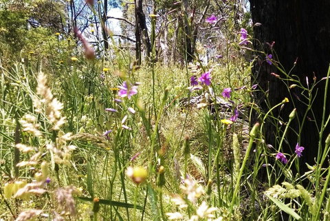 Grampians Pomonal Cottages - Accommodation Burleigh 31