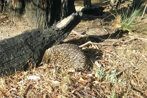 Grampians Pomonal Cottages - Accommodation Burleigh 25