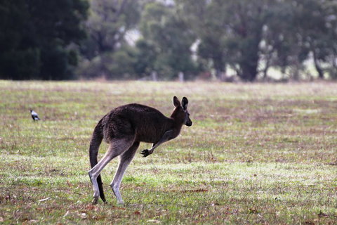 Grampians Pomonal Cottages - Accommodation Burleigh 26