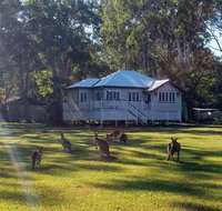 Lake Weyba Noosa Lodge  Kangaroos - Accommodation Burleigh