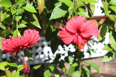 Amaroo On Mandalay, Magnetic Island - Accommodation Burleigh 35
