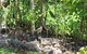 Amaroo On Mandalay, Magnetic Island - thumb 40