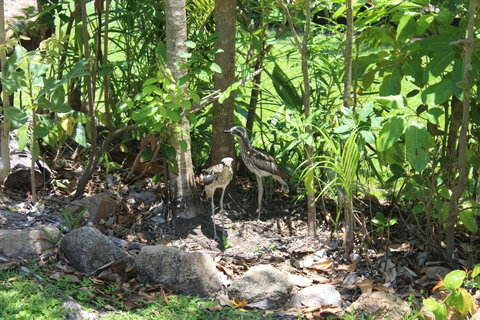 Amaroo On Mandalay, Magnetic Island - Accommodation Burleigh 40