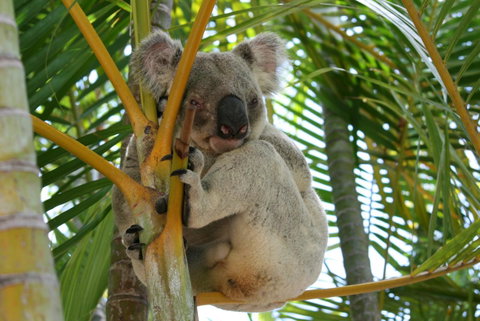 Amaroo On Mandalay, Magnetic Island - Accommodation Burleigh 44