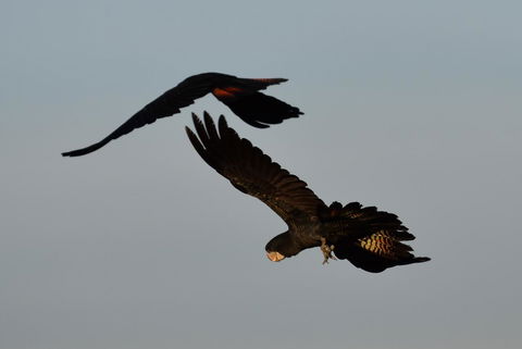 Ironbark House - Accommodation Burleigh 2