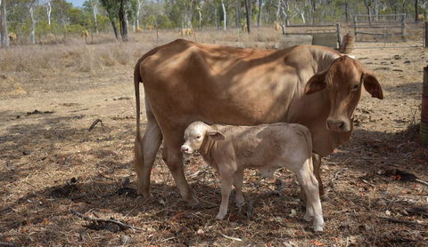 Ironbark House - Accommodation Burleigh 27