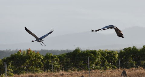 Ironbark House - Accommodation Burleigh 35