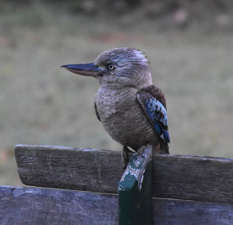 Ironbark House - Accommodation Burleigh 4