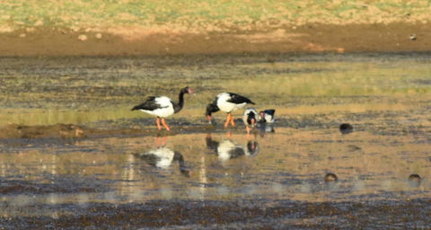 Ironbark House - Accommodation Burleigh 34