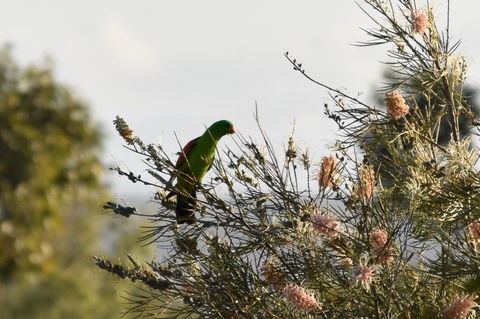Ironbark House - Accommodation Burleigh 29