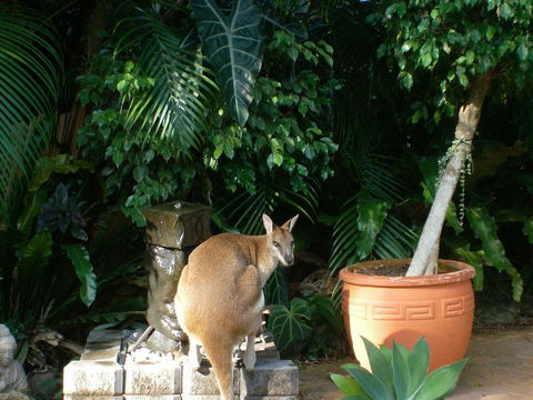 Bluewater Bed & Breakfast Cairns - Accommodation Burleigh 22
