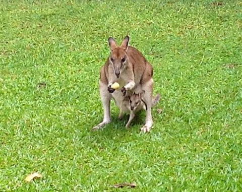 Bluewater Bed & Breakfast Cairns - Accommodation Burleigh 6