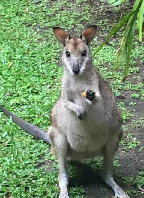 Bluewater Bed & Breakfast Cairns - Accommodation Burleigh 0
