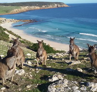 Waves  Wildlife Cottages Kangaroo Island - Accommodation Burleigh